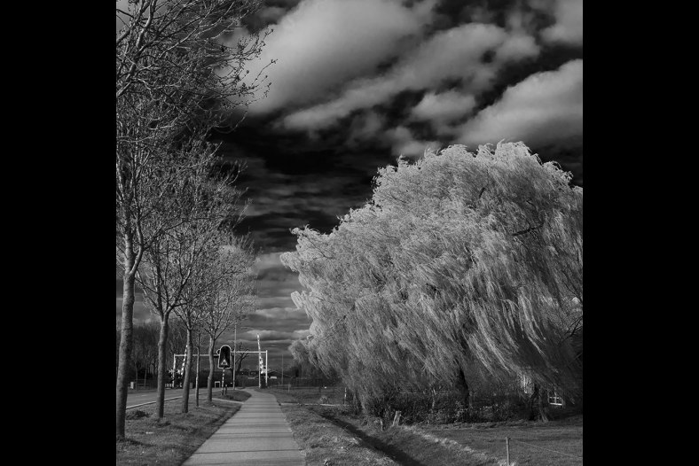 Weeping willow