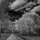 Weeping willow