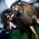 Belgian Shepherd Playtime