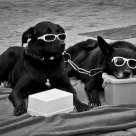 Two dogs