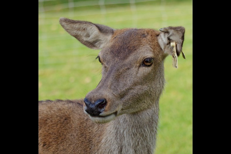 Doe