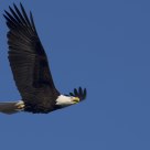 Bald Eagle flying