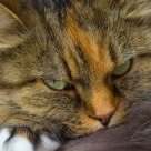 My beautiful cat Ylva
