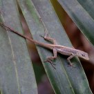 Lizard on a Leaf