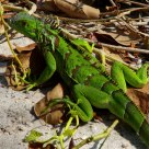 Beautiful Green Lizard