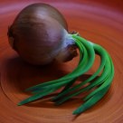 Onion in motion