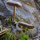 Mountain Mushrooms