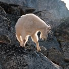 Mountain Goat