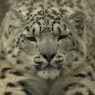 Snow Leopard