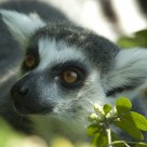 Lemur