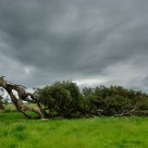 Windswept