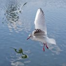 Seagull