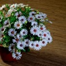 Chrysanthemum