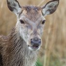 hind