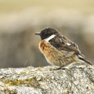 Saxicola torquatus