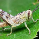 White grasshopper