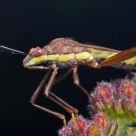 Stink bug
