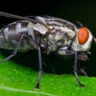 The fly
