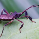 Stink bug 
