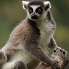 Amazing Wildlife
