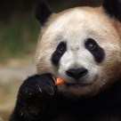 Panda Cute