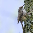 tree creeper