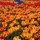 Tulips Festivals