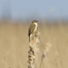singing in the field