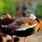 Ducks
