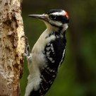The Woodpecker.