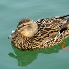 The Mallard Duck.