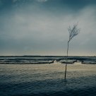 lonley tree