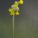 Primula Veris
