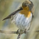 Robin