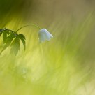 Anemone nemorosa