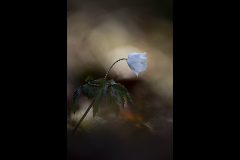 Anemone nemorosa