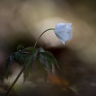 Anemone nemorosa