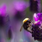 purple