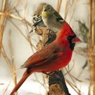 Cardinal and Friends