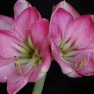 Amaryllis