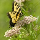 Tiger Swallow and Wildflowers