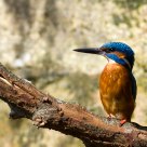 kingfisher