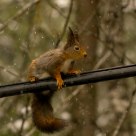 Squirrel in snow