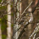 Spurvugle / Eurasian Pygmy Owl / Glaucidium passerinum