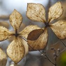 Transparent leaves