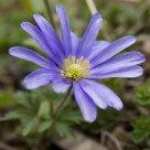 Purple Aster