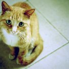 Cat and Fish