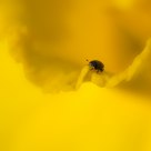 Lost In Yellow