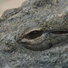 Croc's eye