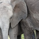 Young Elephant